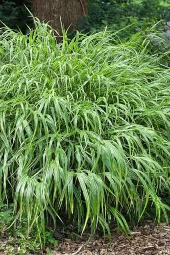 Hakonechloa macra 'Greenhills' 30–40 cm – Winterhart, Mehrjährig, Pflegeleicht – Japanisches Waldgras – Ziergras für Schattenbeet & Kübel