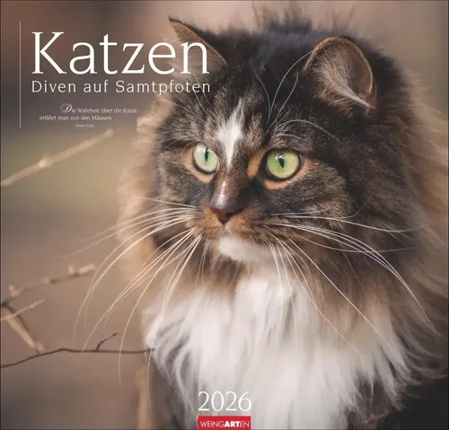 Katzen - Diven auf Samtpfoten Kalender 2026 - Tierkalender 2026 mit einzigartigen Katzen-Porträts, ideal für Katzenfans. Großformat 48 x 46 cm bringt die Eigenwilligkeit unserer Samtpfoten in Ihr Zuhause.