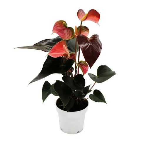 Exotenherz Zimmerpflanze Flamingoblume Anthurium andreanum Rainbow Champion Anthurie 14cm Topf