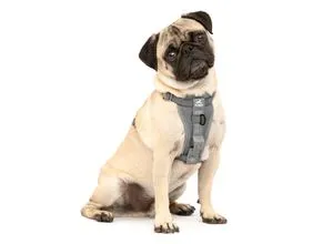 Kurgo TRU-Fit Hundegeschirr - Sicherheitsgeschirr für Hunde bis 5 kg, crash-testet nach Kindersitzstandards, verstellbar für optimalen Komfort und inklusive Auto-Hundegurt für sichere Autofahrten.