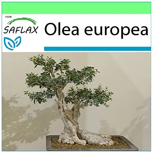 SAFLAX - Bonsai - Ölbaum - 20 Samen - Olea europea