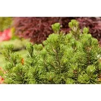 Pinus mugo 'Mumpitz' – Winterhartes, pflegeleichtes Zwerggehölz für Steingarten - Immergrüne Bergkiefer mit kompaktem Wuchs und dekorativen Zapfen. Ideal für Kübel und kleine Flächen. Robust und anspruchslos, perfekt für naturnahe Gärten und pflegeleichte Gestaltung.