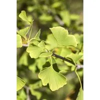 Ginkgo biloba Denise