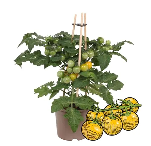 Gelbe Kirschtomate Cherrytomate Pflanze mit Früchten für Balkon und Garten 14cm Topf Gemüse-To-Go