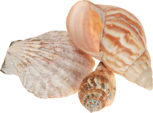 Muschel Deko Natur 350g 3er Set Maritim Sommerdeko