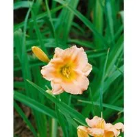 Hemerocallis X Cult. Lullaby Baby Taglilie Ca. 11x11 cm Topf