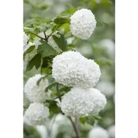 Viburnum opulus 'Roseum' - Winterharter Schneeball mit weißen Blüten - Schneeball mit üppigen, schneeweißen Blütenbällen, ideal für Hecken und bienenfreundlich. Pflegeleicht und winterhart bis -20 °C, perfekt für Gartenanfänger.