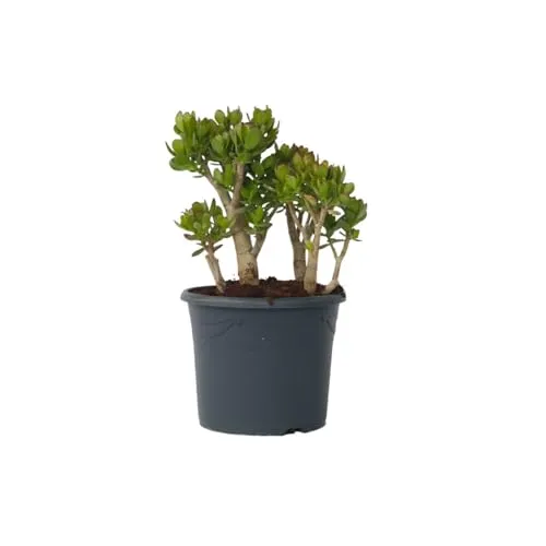 Plant in a Box - Crassula ovata 'Minor' XL - Geldbaum Zimmerpflanze - Zimmerblume mit glänzend grünen Blättern, die für finanzielles Glück steht. Höhe 60-65 cm, ideal für Feng Shui und bringt im Frühjahr bezaubernde Blüten.