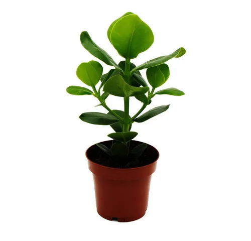 Exotenherz Zimmerpflanze Balsamapfel von Exotenherz