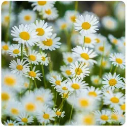 Arpon Meadow Daisy White 10g