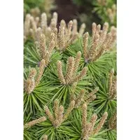Pinus mugo 'Klostergrün' - Kompakte Bergkiefer für Ihren Garten - Ziergehölz mit kissenförmigem Wuchs, ideal für Steingärten und als Kübelpflanze. Immergrün, winterhart und pflegeleicht, bringt Farbe und Struktur in Ihren Garten.