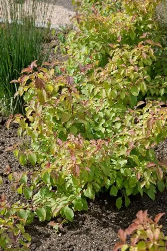 Cornus sanguinea 'Midwinter Fire' 15–20 cm – Winterhart, Mehrjährig, Pflegeleicht – Hartriegel – Heckenpflanze für Garten & Sichtschutz
