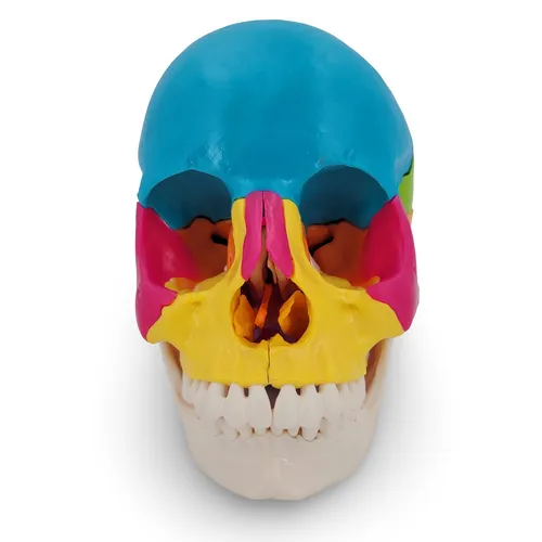 Osteopathie Anatomie Schädel Modell 22-teilig - Hochwertiges, lebensgroßes anatomisches Modell aus PVC, ideal für Lehrzwecke. Didaktisch gefärbt für anschauliche Erklärungen in der Wissenschaft.