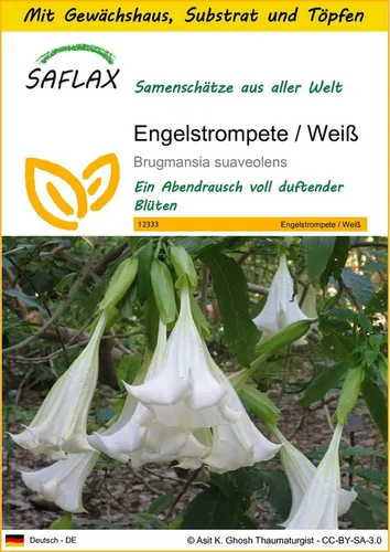 SAFLAX Blumensamen SAFLAX - Anzuchtset - Engelstrompete / Weiß