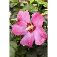 Hibiscus syriacus 'Aphrodita'