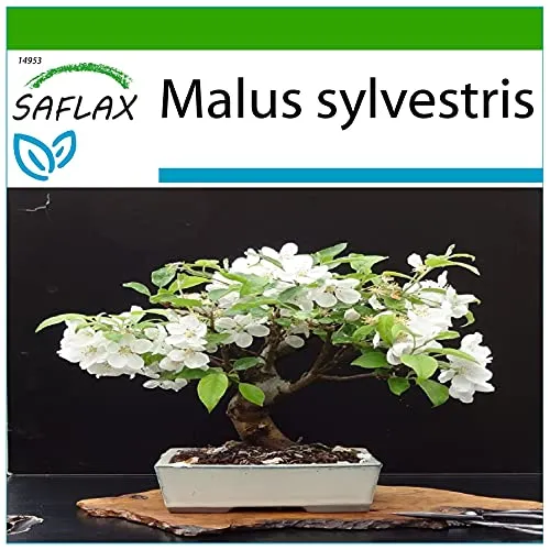 SAFLAX - Bonsai - Europäischer Wildapfel - 30 Samen - Mit keimfreiem Anzuchtsubstrat - Malus sylvestris
