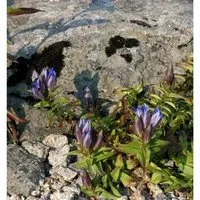 Produktbild Kreuzenzian - Gentiana cruciata