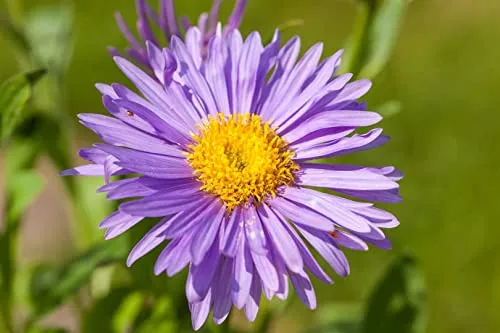Aster alpinus 'Dunkle Schöne' 9x9 cm Topf – Winterhart, Mehrjährig, Pflegeleicht – Alpenaster – Beet- & Steingartenpflanze