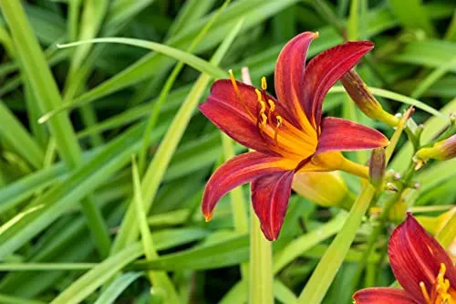 Hemerocallis 'Crimson Pirate' 11x11 cm Topf – Winterhart, Mehrjährig, Pflegeleicht – Taglilie – Staude für Beet & Rabatte