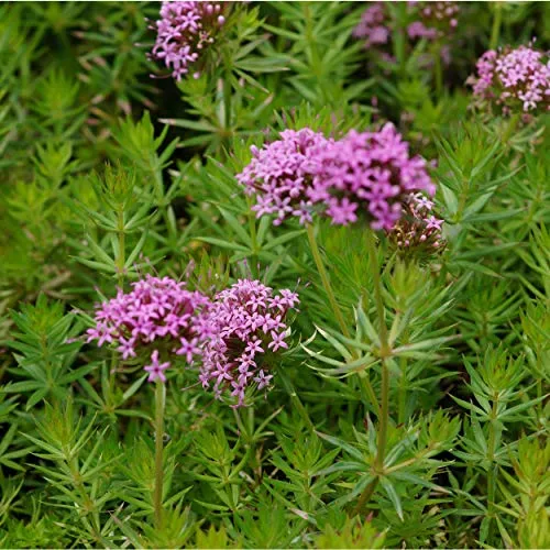 Pflanzen Pink von Blumixx