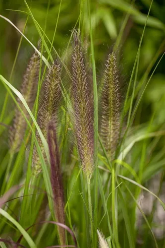Pflanzen für Dich Gräser Pennisetum alopec. Compressum, 1 St., Lampenputzergras, kompakt, herbstblühend
