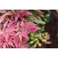 Nandina domestica Blush Pink - Himmelsbambus - Bäume, Sträucher & Hecken - Aufrecht und buschig, ideal für halbschattige Standorte und blüht von Juni bis August.