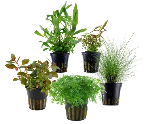 Dehner Wasserpflanze Aquarienpflanzen Set, 5-teilig für Einsteiger - Verschönern Sie Ihr Süßwasser-Aquarium mit dem Dehner Aquarienpflanzen-Set für Einsteiger. Pflegeleichte, robuste Pflanzen für alle Aquarienbereiche, die schnell anwachsen und für lebendige Akzente sorgen.