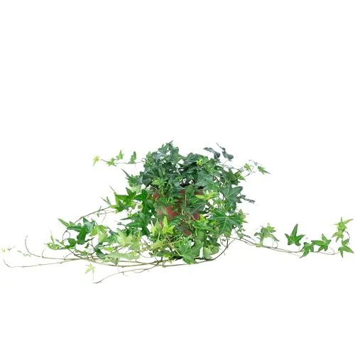 Gemeiner Efeu grün - pflegeleichte Zimmerpflanze, Hedera helix - Höhe ca. 20 cm, Topf-Ø 13 cm