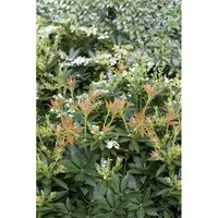 Pieris Japonica Prelude Japanische Lavendelheide 20–30 cm