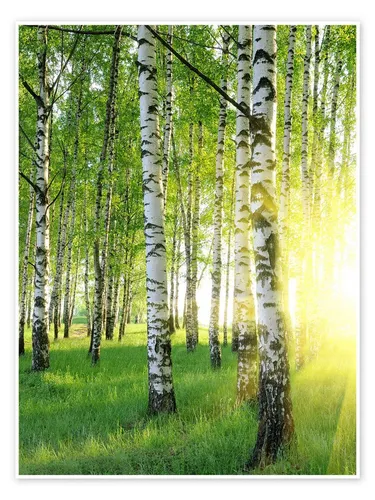 Posterlounge Wandbild Birken im Sommerwald, Editors Choice, erhältlich als Poster, Leinwandbild, Wandsticker oder Acrylglasbild