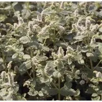 Produktbild Rundblättrige Minze - Mentha rotundifolia
