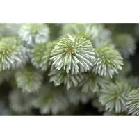 Picea Sitchensis 'Silberzwerg' – Sitka-Fichte 25–30 cm - Dekorative, immergrüne Zwergform der Sitka-Fichte mit silbernem Glanz. Ideal für Vorgärten, Beete oder Kübel. Pflegeleicht und winterhart, bringt Struktur in jeden Garten.
