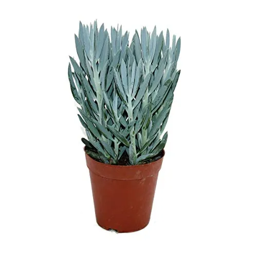 Exotenherz - Senecio Aquarine 15cm Topf