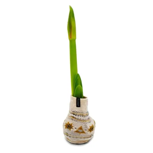Exotenherz Exotenherz Amaryllis-Zwiebel in der Norweger-Socke Ritterstern Die originelle Geschenk-Idee beige