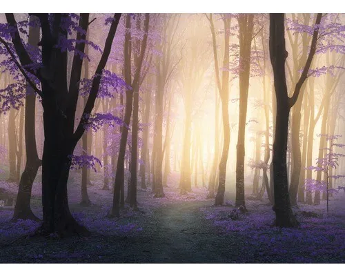Fototapete Vlies 18775 Mystic Fogga Forest - 7-tlg. 350 x 260 cm - Fototapete aus Vlies, ideal für jeden Raum, bringt mit mystischen Waldmotiven eine entspannende Atmosphäre in Ihr Zuhause.