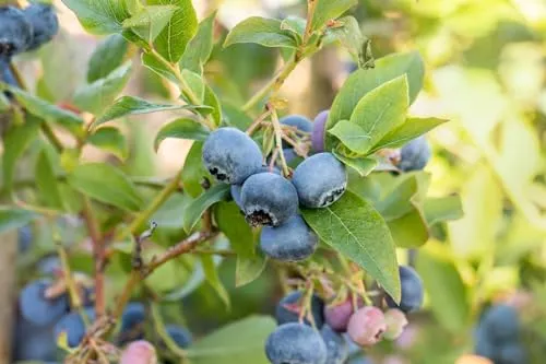 Vaccinium corymbosum 'Bluecrop' 40-60 cm – Winterhart, Mehrjährig – Kulturheidelbeere – Obststrauch für Garten & Kübel