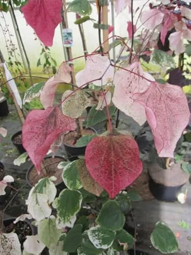 Cercis canadensis Carolina Sweetheart von Baumschule
