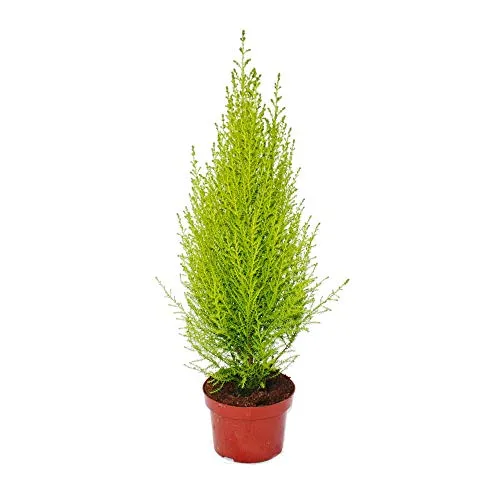 Zimmerzypresse - Cupressus macrocarpa