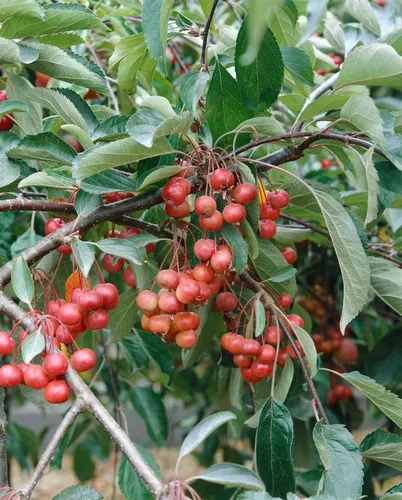 Malus Red Juvel Zierapfel Rot 80–100 cm in rot von Pflanzen für Dich