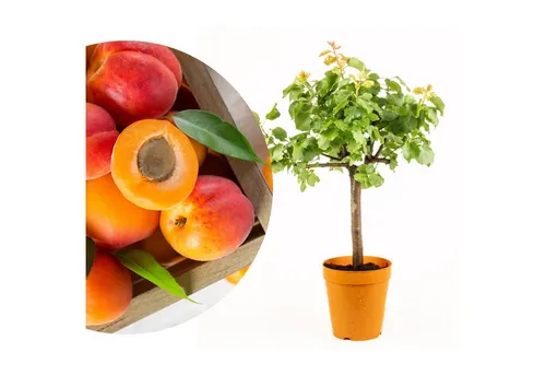 Meine Orangerie Obstpflanze Zwergobst Stämmchen - diverse Sorten, mehrjähriger Obstbaum, winterhartes Zwergobstbäumchen für Garten, Balkon oder Terrasse