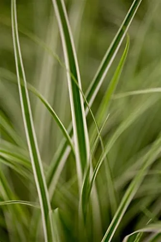 Carex oshimensis 'Everest' 9x9 cm Topf – Winterhart, Immergrün, Pflegeleicht – Japan-Segge – Ziergras für Beet & Kübel