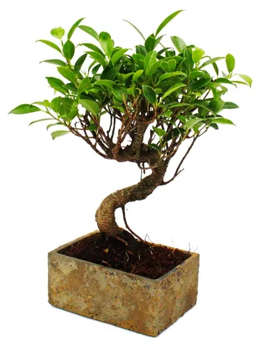 Exotenherz Zimmerbonsai Ficus in moderner Trendkeramik – 6 Jahre alt - Bringen Sie mit unserem einzigartigen Zimmerbonsai Ficus in stilvoller Keramik natürliche Eleganz in Ihr Zuhause. Ideal für eine beruhigende Atmosphäre und einfache Pflege.