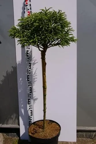Produktbild Cryptomeria japonica Little Diamond