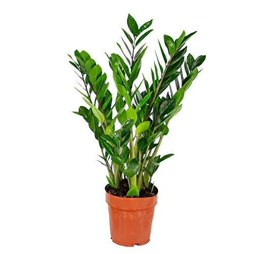 Bloomique - Zamioculcas Zamiifolia - Glücksfeder - ZZ Pflanze - Zimmerpflanzen - Luftreinigend - Sehr pflegeleicht - 50-60 cm Hoch - Topf 17 cm