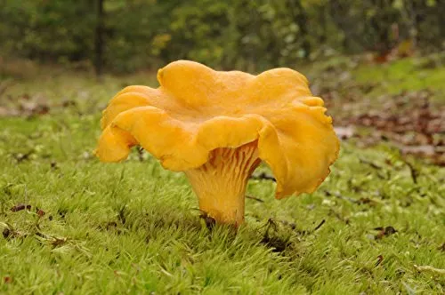 Pfifferlinge, Myze, züchten Sie Ihre eigenen Pilze