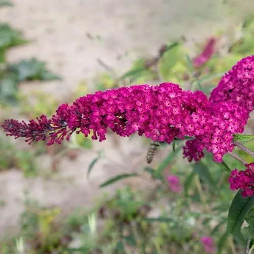 Sommerflieder, Buddleja davidii 'Royal Red', purpurrot, Topf 5 lt.