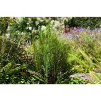 Blechnum Spicant Rippenfarn Ca. 9x9 cm Topf