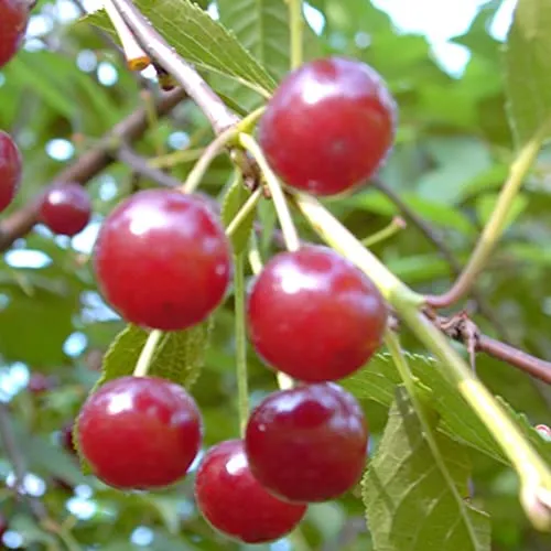 Sauerkirschenbaum Annabell reichtragreiche Sorte Buschbaum 100-120 cm 7,5 L Topf wurzelecht