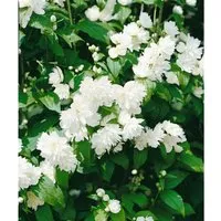 Philadelphus Schneesturm Duftjasmin Weiß 125–150 cm - Sträucher mit duftenden, reinweißen Blüten von Juni bis Juli, pflegeleicht und bienenfreundlich, ideal für Hecken und Rabatten.