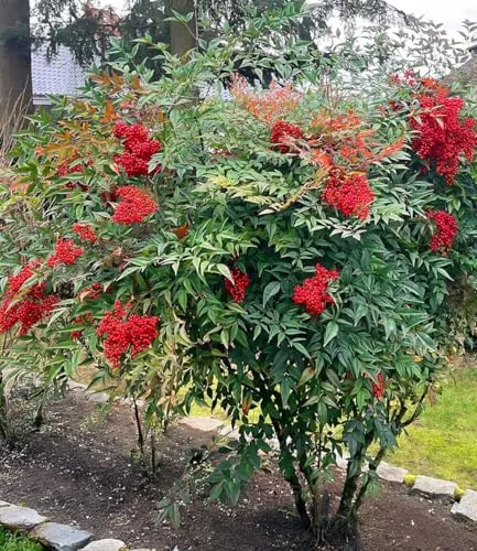 BALDUR Garten Himmelsbambus Nandina domestica - Immergrüner Blickfang im Kübel & Beet, purpurrote Herbstfärbung, winterhart & pflegeleicht. Ideal für Sonne bis Halbschatten, mit geringem Pflegeaufwand.